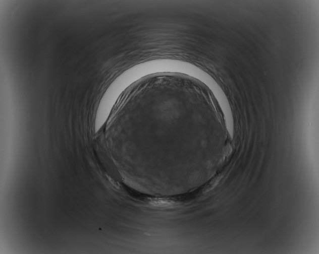 X0000082940380200703020132