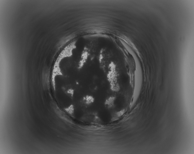 X0000082940386200703020132