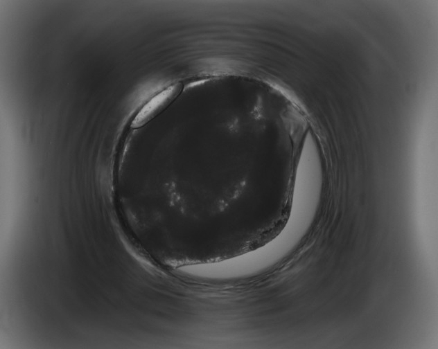 X0000082940438200703020131