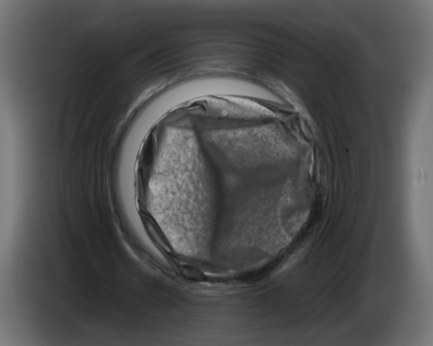 X0000082940530200703020129