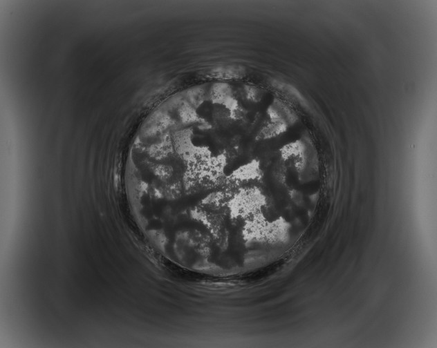 X0000082940553200703020129