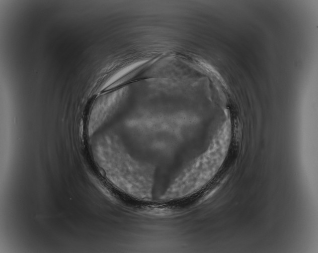 X0000082940589200703020129