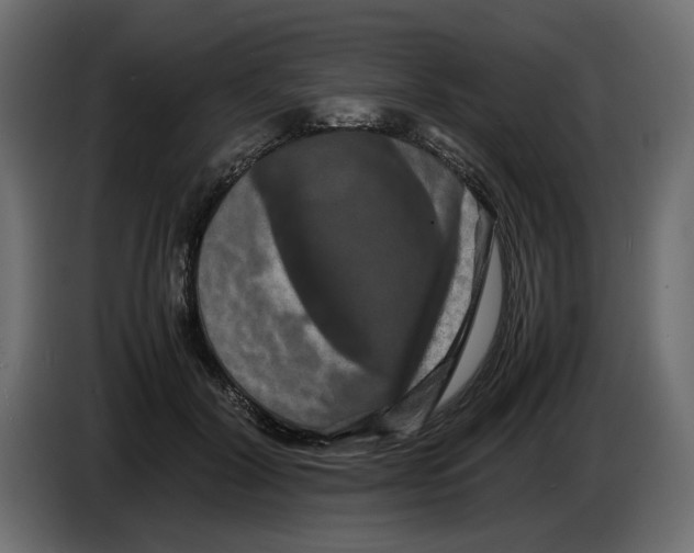 X0000082940604200703020129