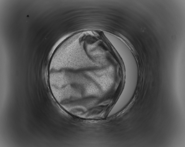 X0000082940812200703020126