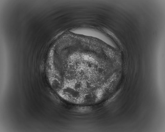 X0000082940833200703020125