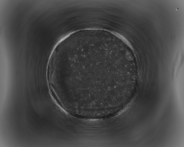 X0000082940839200703020125