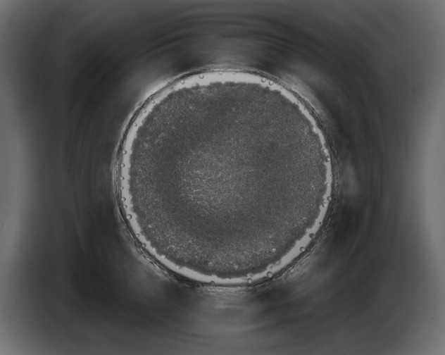 X0000082940856200703020126