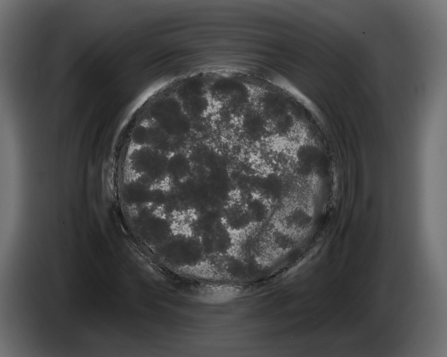 X0000082940878200703020125