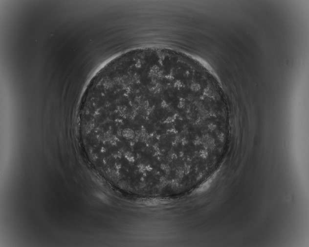 X0000082940879200703020125