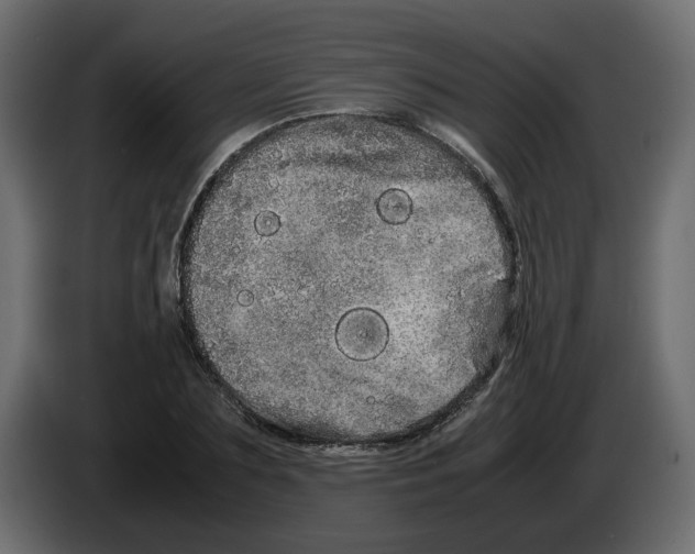 X0000082940883200703020125