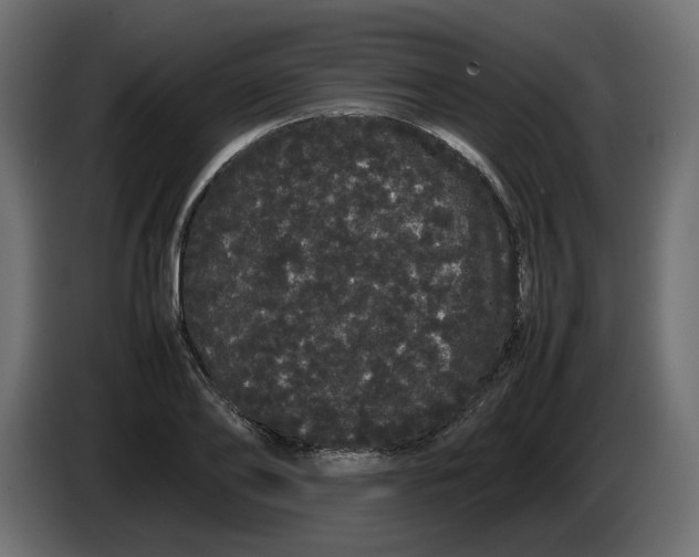 X0000082940886200703020125