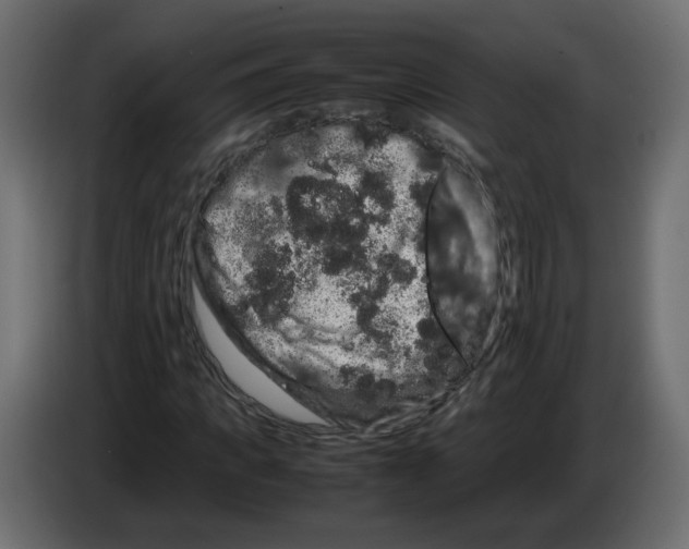 X0000082940917200703020124