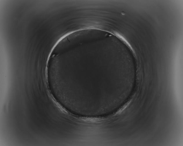 X0000082940932200703020124