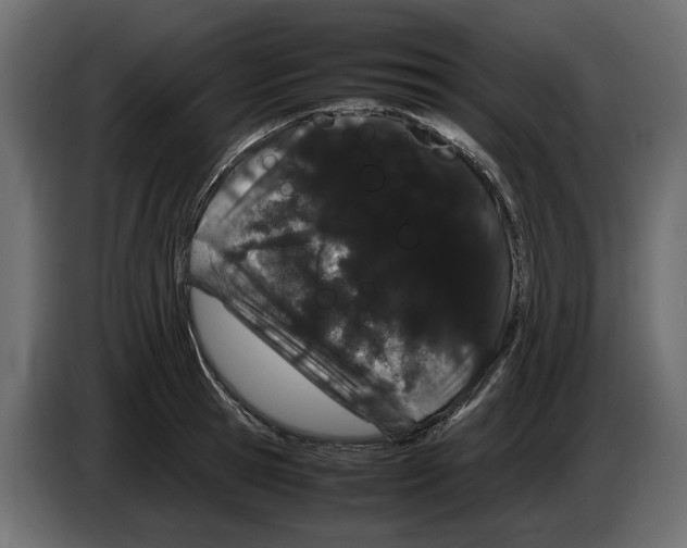 X0000082940945200703020124