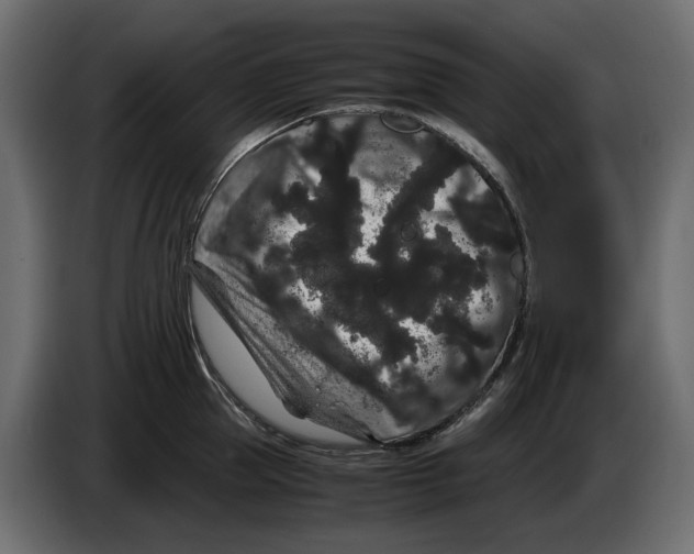 X0000082940953200703020124