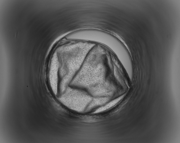 X0000082940987200703020123