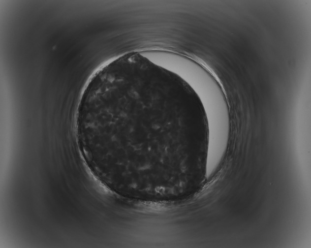 X0000082940995200703020123