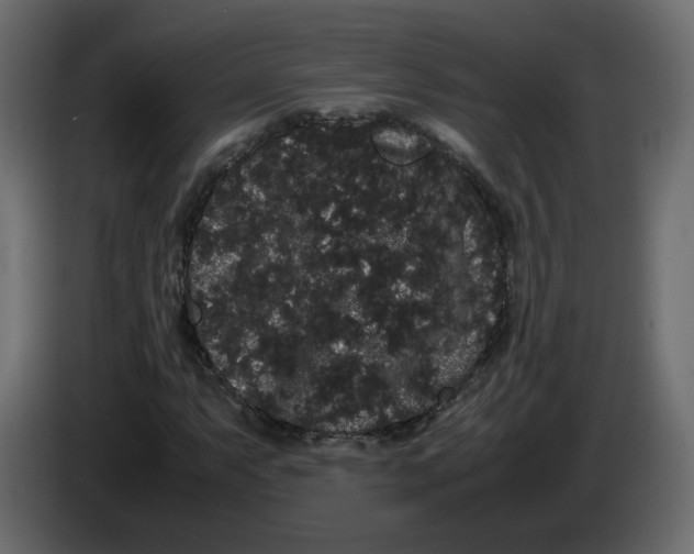 X0000082941063200703020122