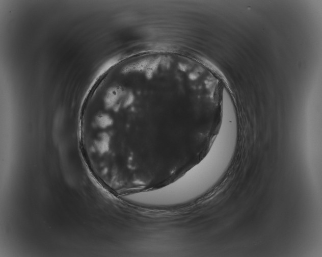 X0000082941095200703020122