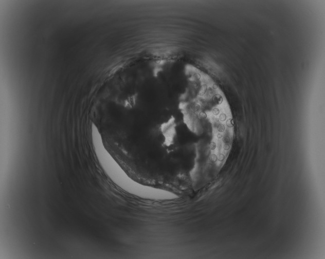 X0000082941106200703020121