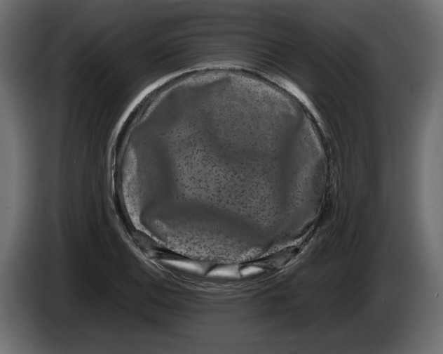 X0000082941124200703020121