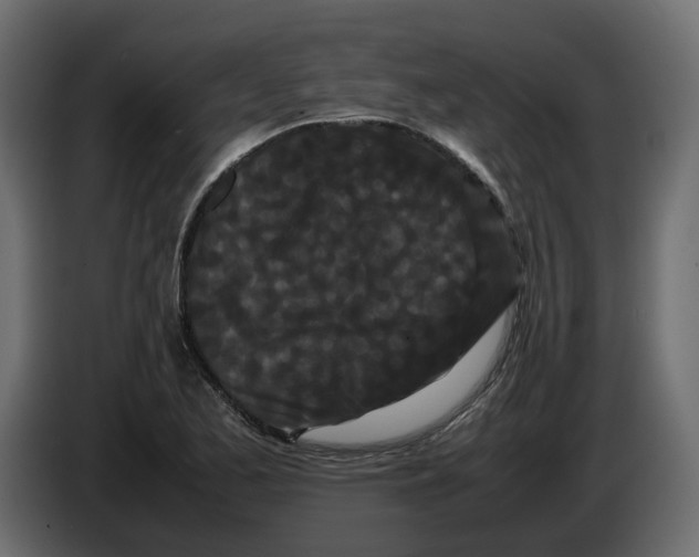 X0000082941173200703020121