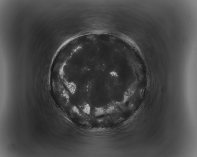 X0000082941174200703020121