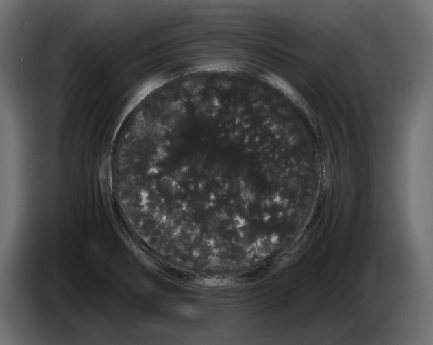 X0000082941274200703020119