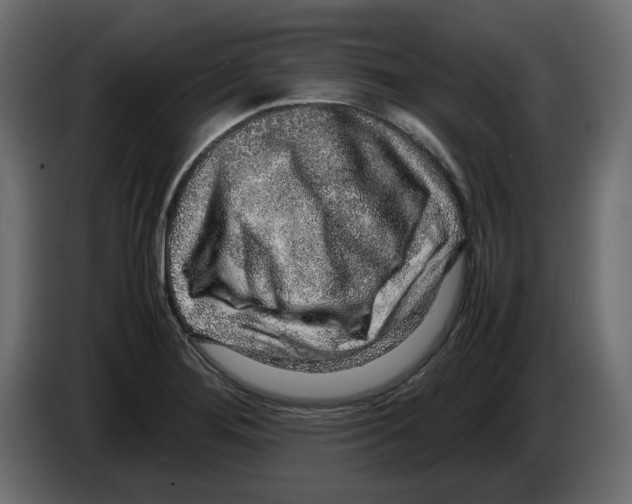 X0000082941276200703020119