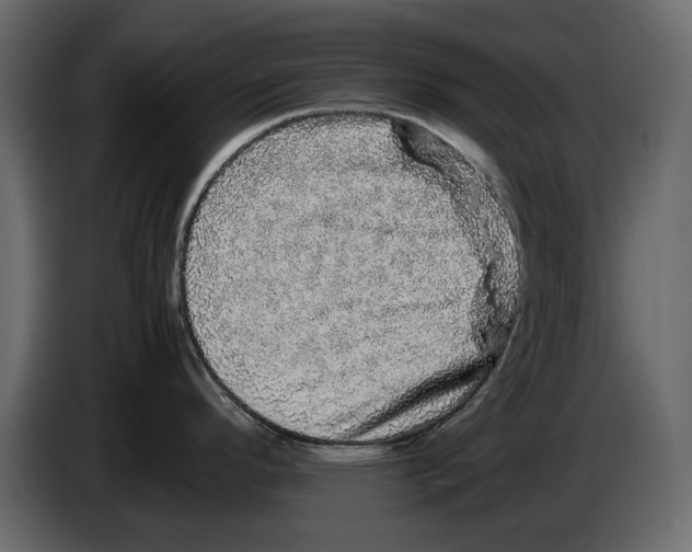 X0000082941296200703020119