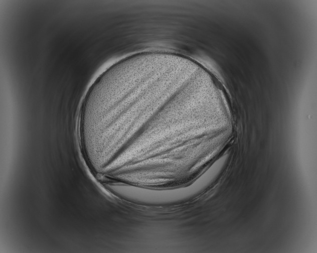 X0000082941391200703020118