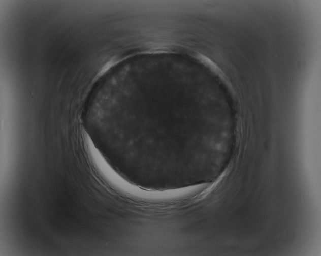 X0000082941449200703020117