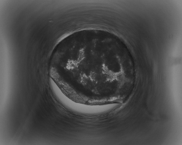 X0000082941505200703020116