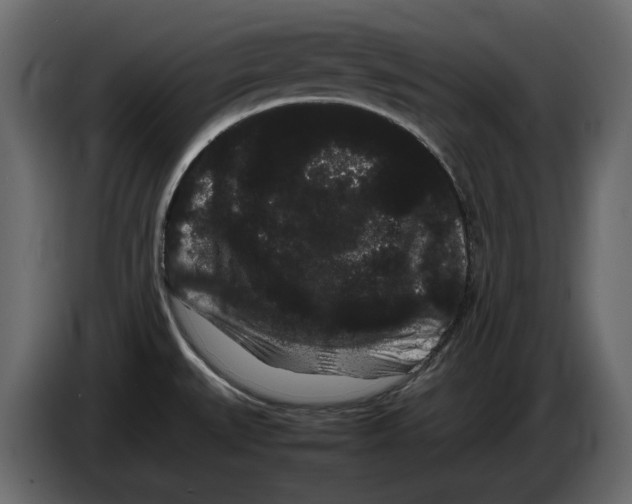 X0000082941527200703020116