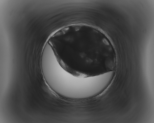 X0000082941529200703020116