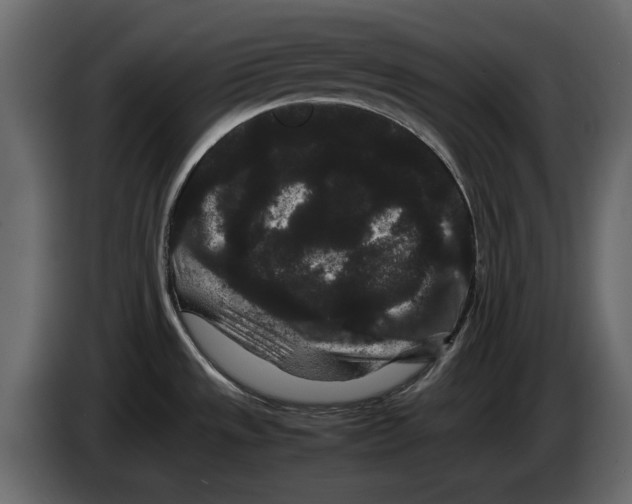 X0000082941533200703020116