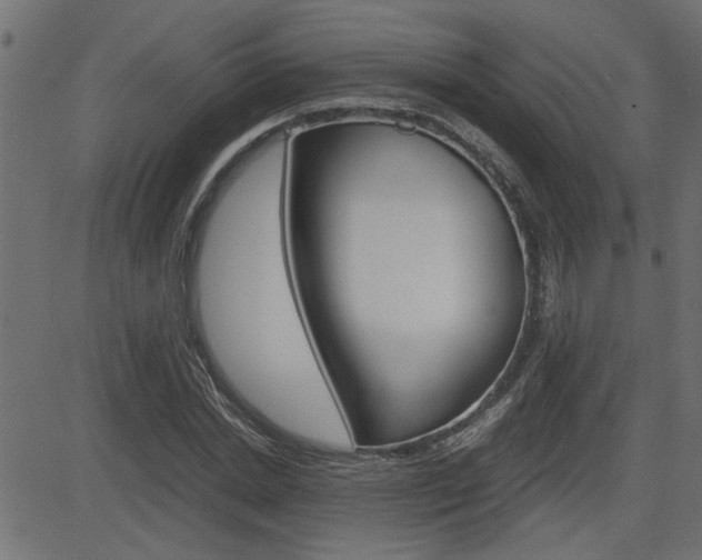 X0000082950830200702011045