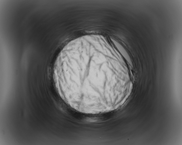 X0000082950171200703020157