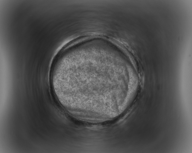 X0000082950196200703020157