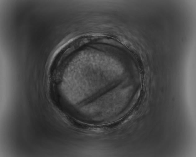 X0000082950295200703020156