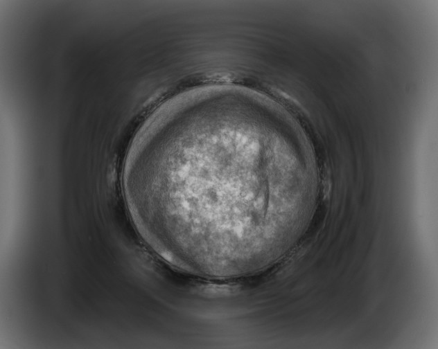 X0000082950314200703020155