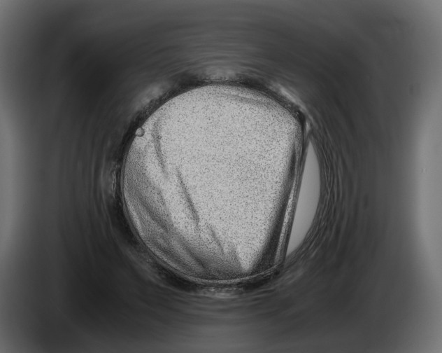 X0000082950495200703020153