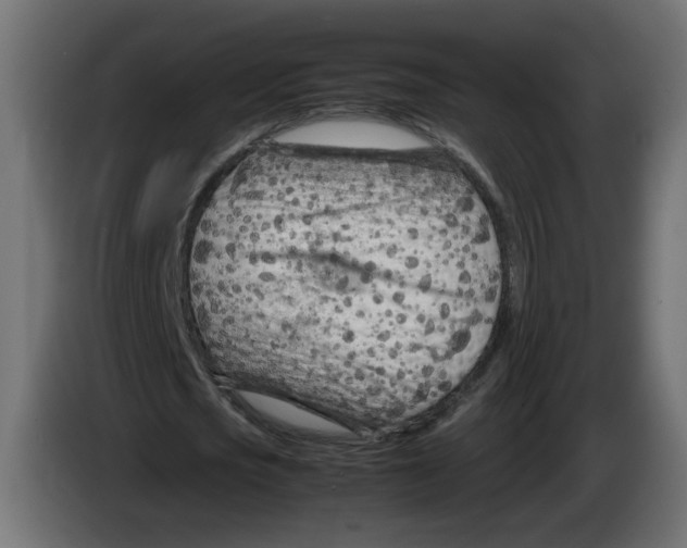 X0000082950721200703020149