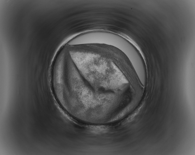 X0000082951045200703020145