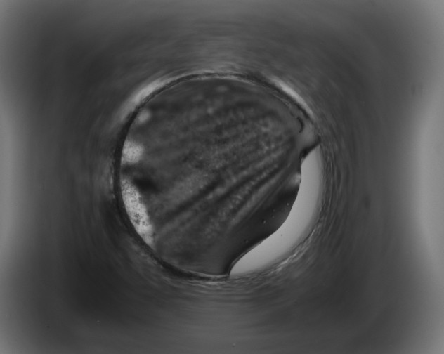 X0000082951455200703020139