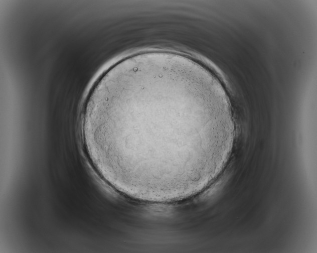 X0000082951514200703020138