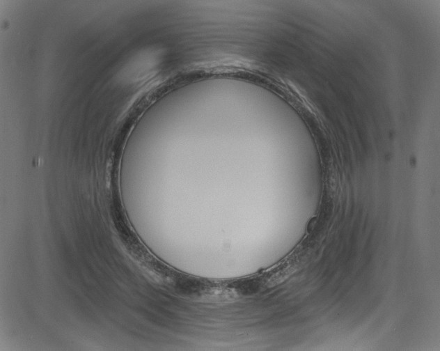X0000082960543200702011115