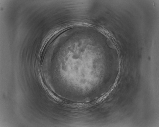 X0000082960049200702011317