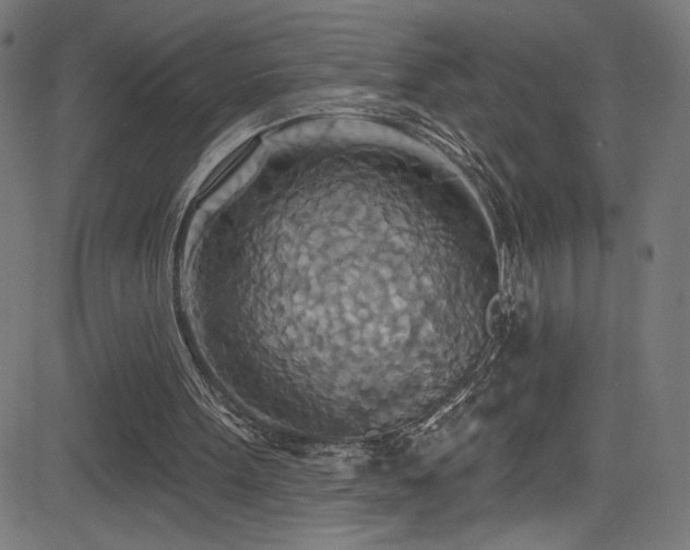 X0000082960099200702011317