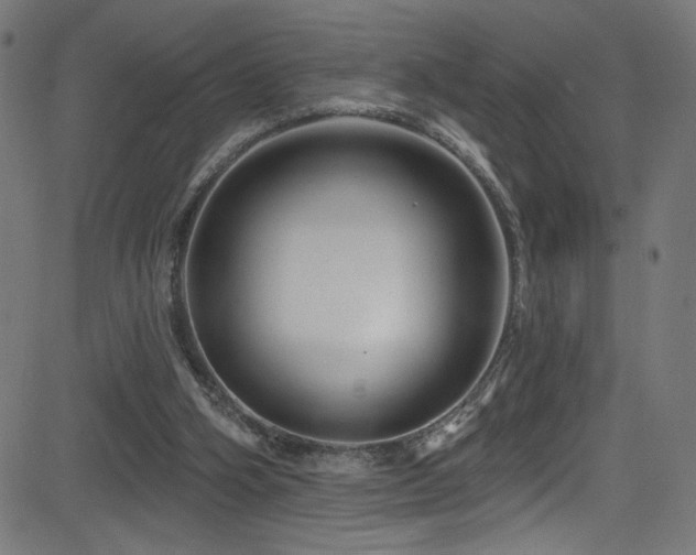 X0000082960106200702011317